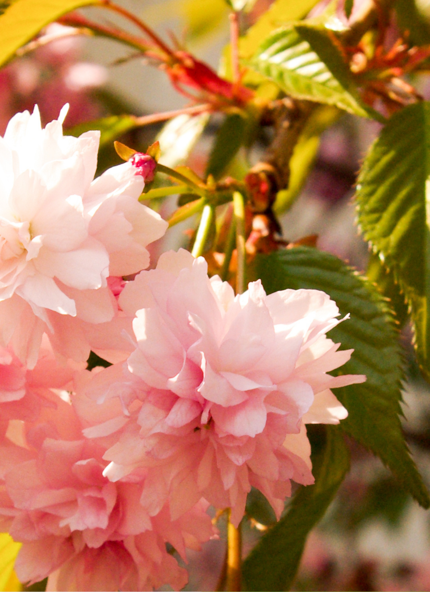 Pink Cherry Blossom – Paint by Numbers Kit