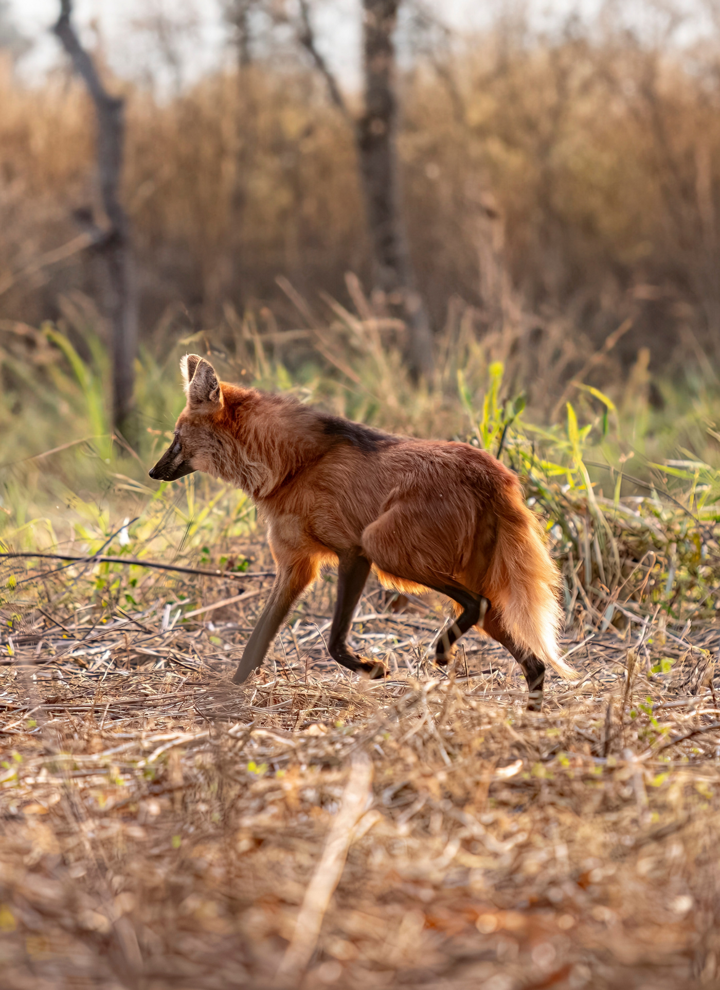 Maned Wolf in the Wild – Premium Paint by Numbers Kit