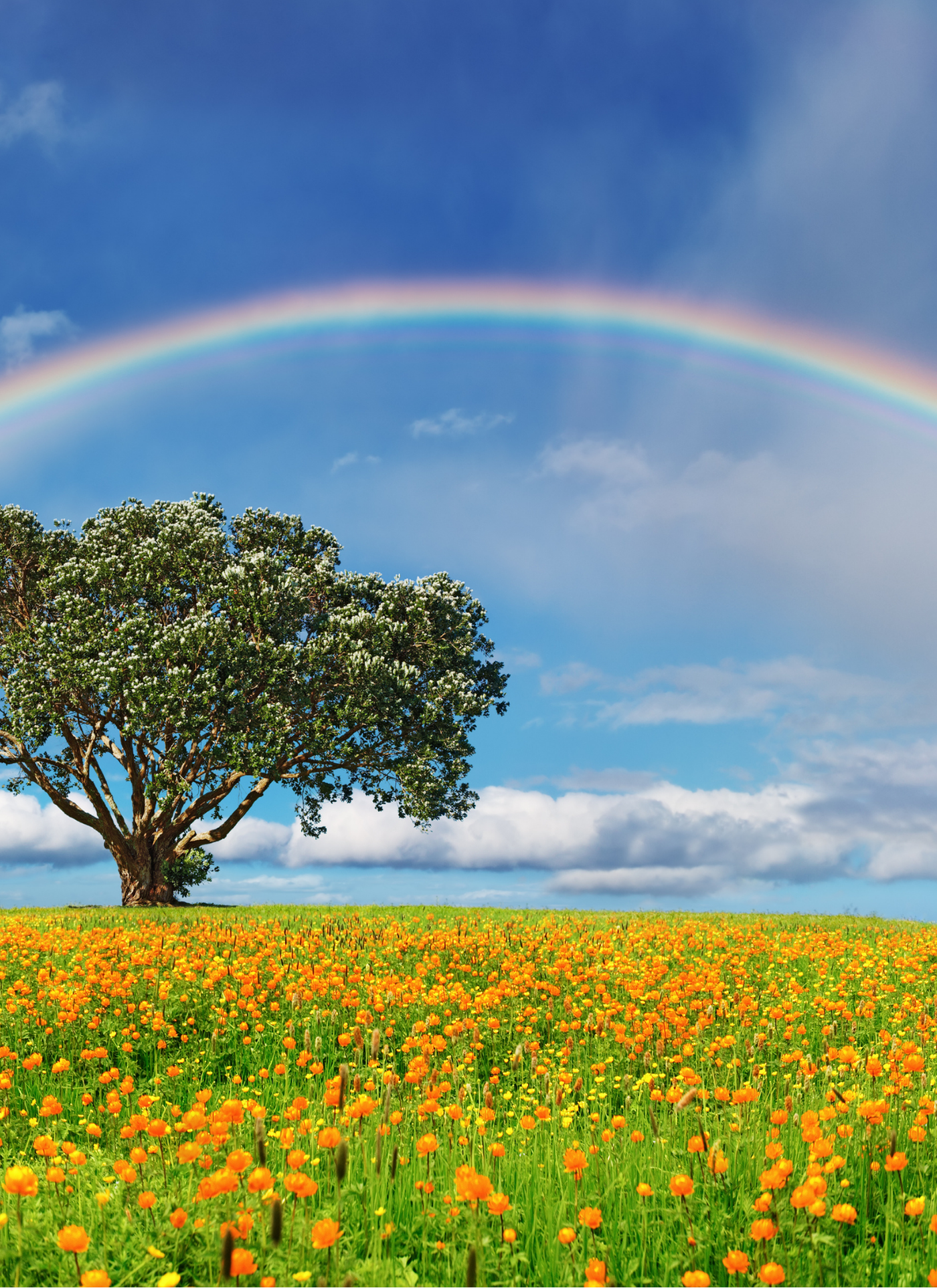 Rainbow Over Wildflower Meadow – Paint by Numbers Kit