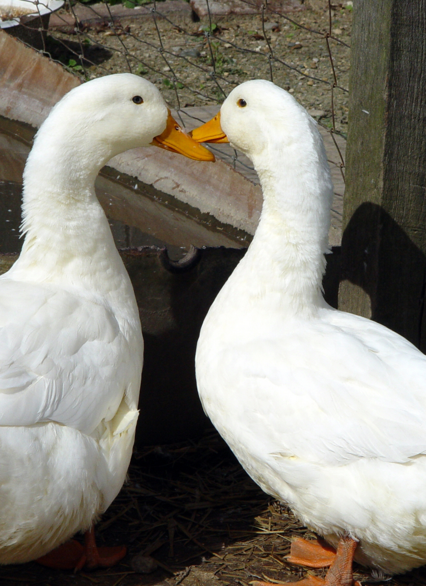 Ducks in Love – Paint by Numbers Kit