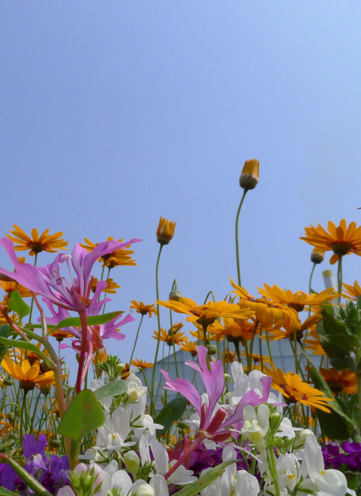 Sunlit Garden Blooms - Paint by Numbers