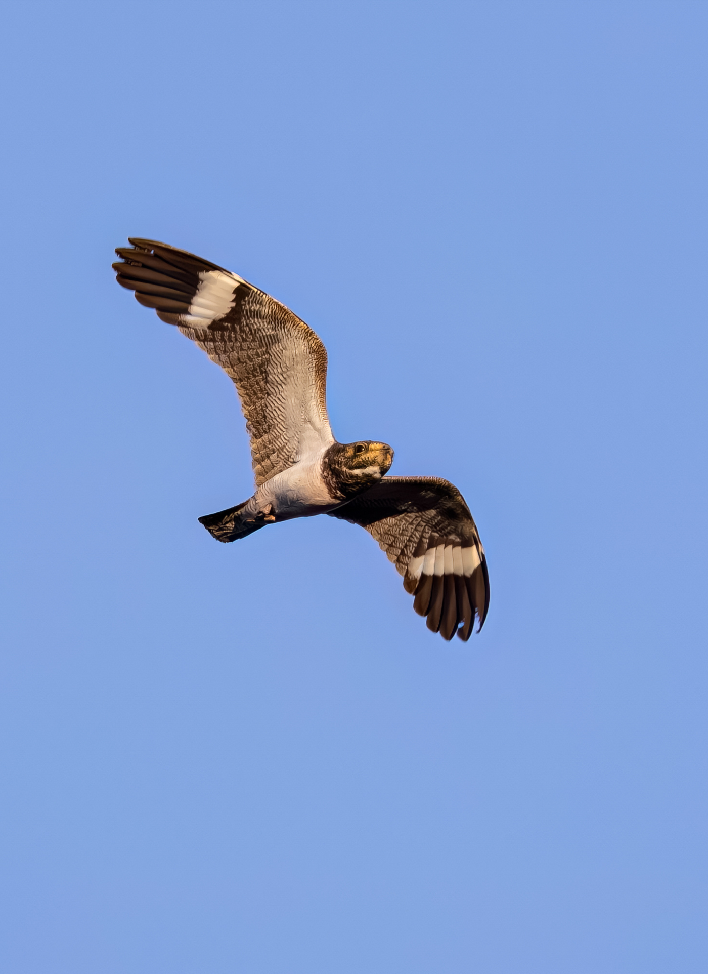 Majestic Hawk in Flight – Paint by Numbers Kit