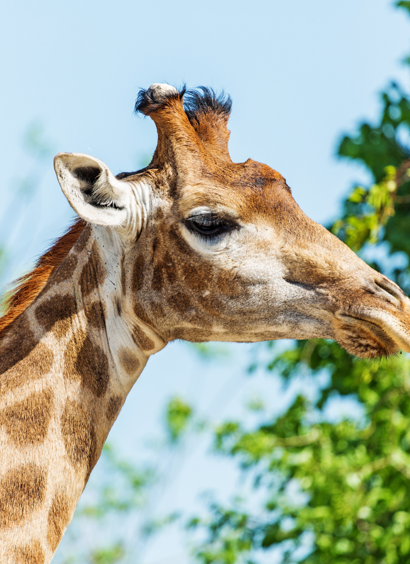 Serene Giraffe Majesty - Paint by Numbers