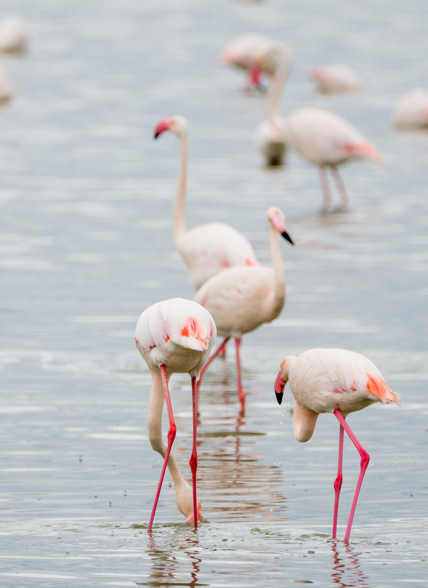 Flamingo Flock Paint by Numbers Kit