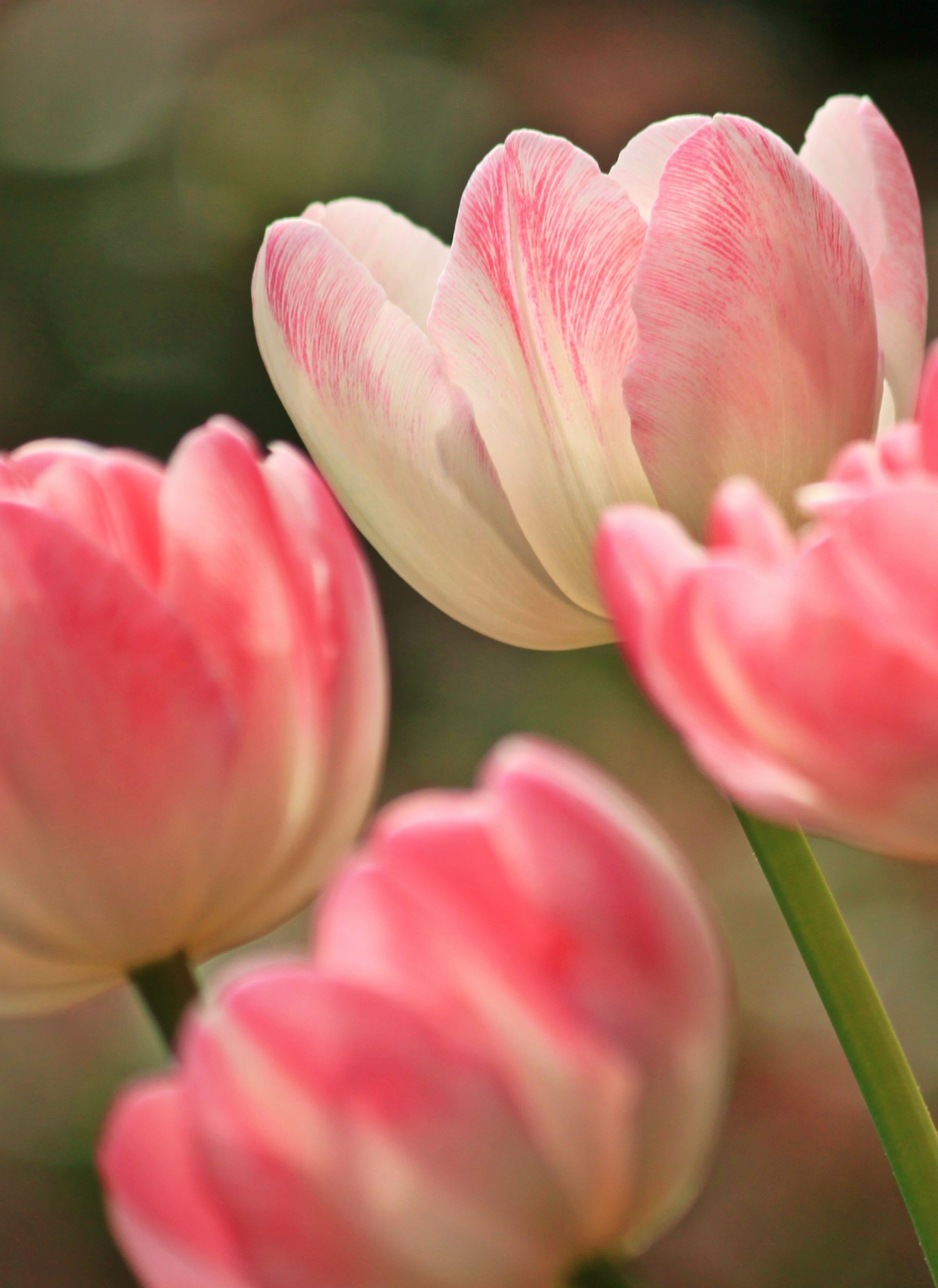 Soft Pink Tulips Paint by Numbers Kit