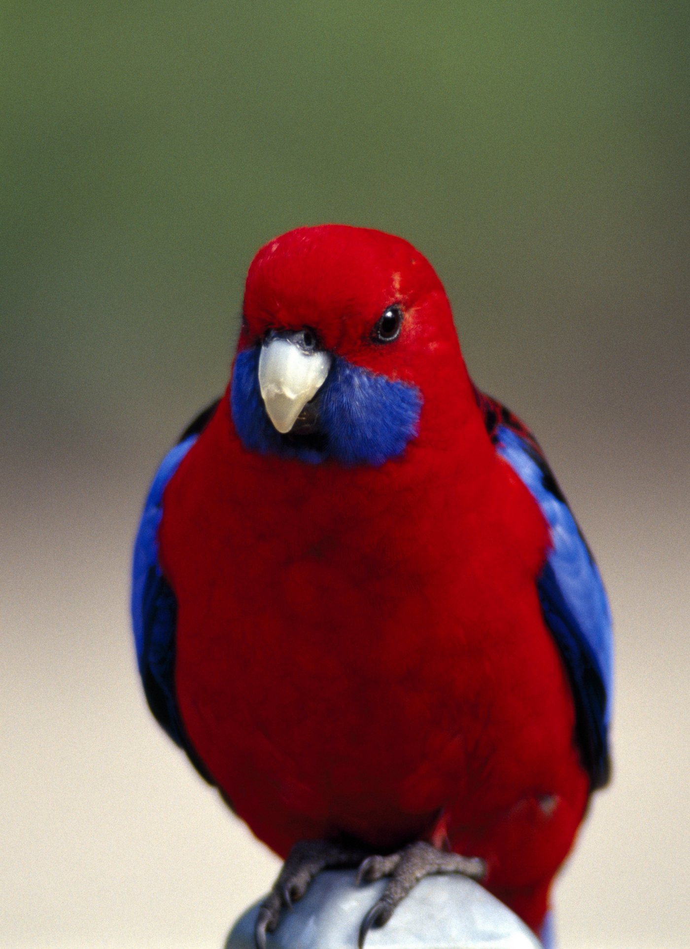 Crimson Beauty: Scarlet Rosella Parrot Paint by Numbers